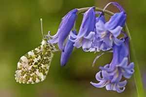 Bluebell: Orange Tip Butterfly - resting on Bluebell