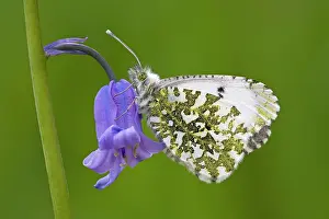 Anthocharis: Orange Tip Butterfly - resting on Bluebell flower