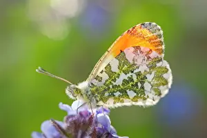 Borage: Orange Tip Butterfly - resting on Borage flowers