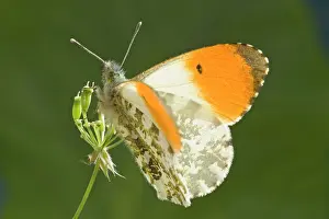 Anthocharis: Orange Tip Butterfly - resting on Cow Parsley