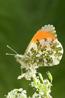 Anthocharis: Orange Tip Butterfly - resting on Cow Parsley