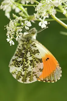 Anthocharis: Orange Tip Butterfly - resting on Cow Parsley