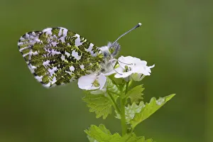 Anthocharis: Orange Tip Butterfly - resting on Garlic Mustard flower