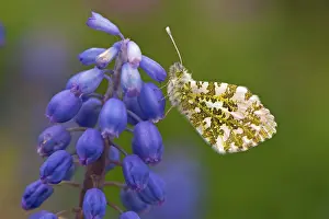 Hyacinth: Orange Tip Butterfly - resting on Grape Hyacinth