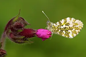 Campion: Orange Tip Butterfly - resting on Red Campion