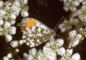 Tips: Orange-tip BUTTERFLY - resting, side view