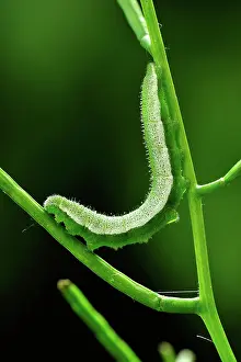 Anthocharis: Orange Tip caterpillar