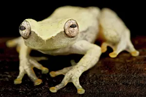 Glances: Orange toed tree frog (Dendropsophus sp.1), on b