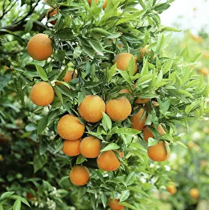 Valencia: Orange Tree