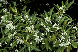 Pollinating: Orange tree in bloom with pollinating bees