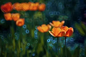 Timeless: Tulip