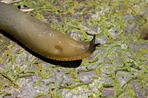 Visible: Orange variety of the large black slug - crawling