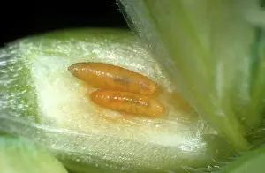 Micrograph: Orange wheat blossom midge larvae