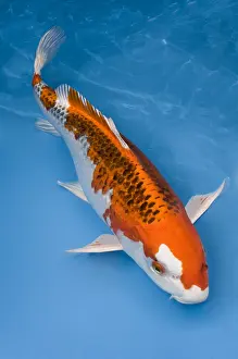 Carp: Orange and white koi carp in an turquoise water