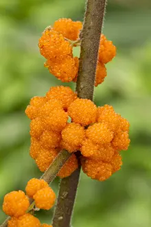 110219: Orange Wild Rhea (Debregeasia longifolia)
