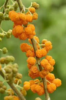 110219: Orange Wild Rhea (Debregeasia longifolia)