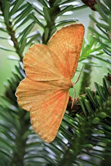 Firs: Orange Wing Moth - resting on fir tree branch