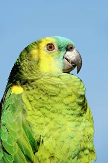 Native: Orange-winged amazon (Amazona amazonica), portrait