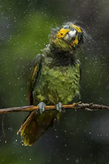 Amazona: Orange-winged Amazon (Amazona amazonica) Putumayo, Colombia