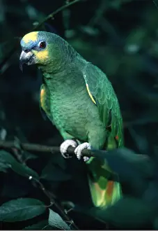 Yann Arthus-bertrand: Orange-Winged Amazon Parrot