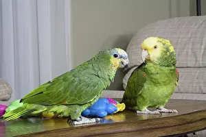 Amazona: Orange-winged and Double-yellow Headed Amazons