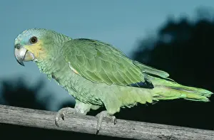 Amazonica: Orange-winged Parrot