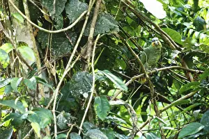 Amazona: Orange Winged Parrot