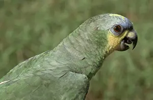 Amazona: Orange-winged Parrot (Amazona amazonica)
