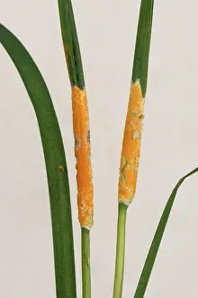 Choke: Orange yellow choke on grass leaf nodes