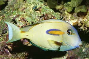 Surgeonfish: Orangeband SURGEONFISH