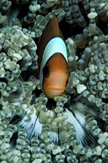 Damselfishes: Orangefin anemonefish, Amphiprion chrysopterus, Walindi, Wes