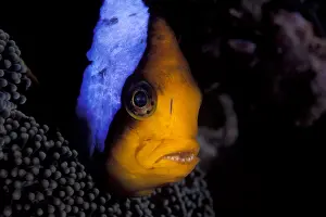 Damselfishes: Orangefin anemonefish, Amphiprion chrysopterus, Walindi, Wes