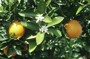 Citrus: Oranges and blossoms on tree