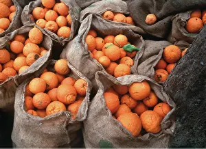 Sacks: ORANGES IN SACKS - under an olive tree ready for
