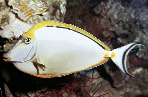 Unicorn: Orangespine Unicorn / Surgeonfish / Tang Fish
