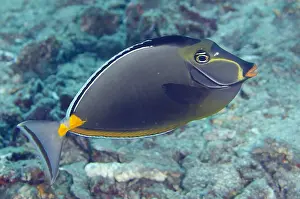 Unicorn: Orangespine Unicornfish - Jemeluk Bay Wall dive