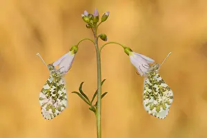Cardamines: Orangetip(Antocharis cardamines) on Cuckoo-flow