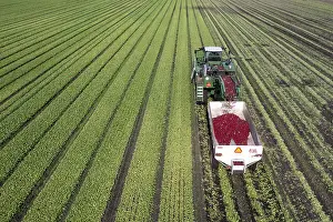 Aerials: Orangeville, Michigan - Radishes are harvested on a farm in western Michigan