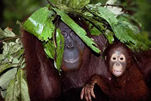 Maternal: Orangutan
