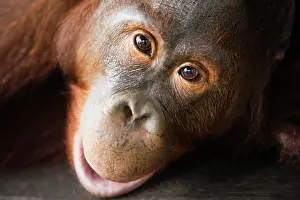 Teenager: Orangutan