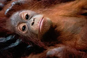 Nurturing: Orangutan