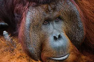 Thought: Orangutan