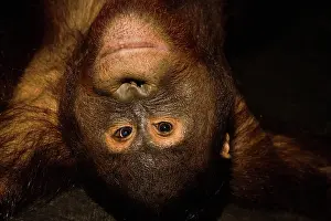 Teenager: Orangutan