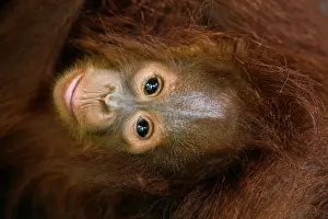 Safe: Orangutan