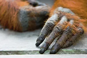 Slim: Orangutan