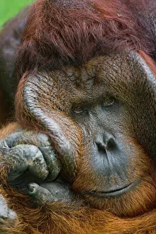 Exhausted: Orangutan