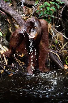 Orangutan: Orangutan