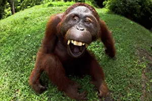 Distorted: Orangutan