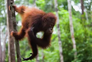 Silly: Orangutan