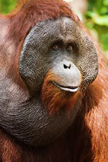 Cheeks: Orangutan